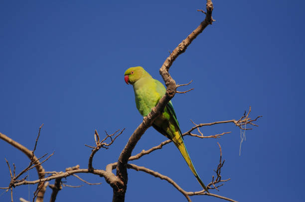 Rose ringed parakeet...Scientific name: Psittacula krameri taken at man sagar lake, jaipur krameri stock pictures, royalty-free photos & images