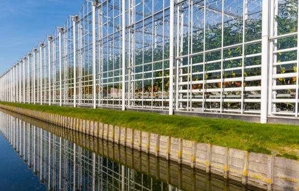 long tomato greenhouse maasdijk - greenhouse industry tomato agriculture imagens e fotografias de stock