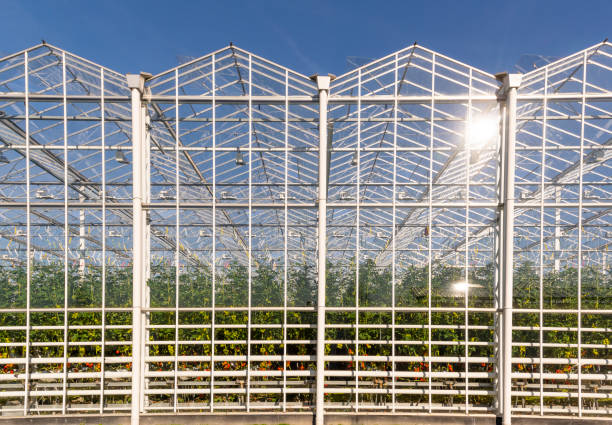 istock Tomato Greenhouse Maasdijk 1137349577