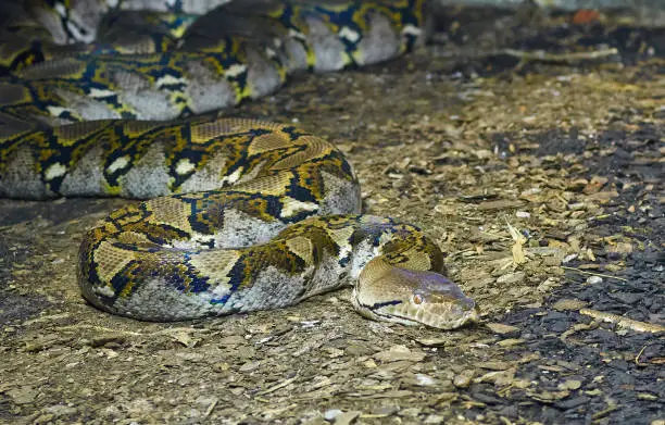 Portrait of an adult reticulated python (Python reticulatus), close up.