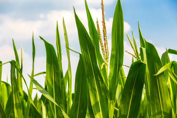 istock The corn plant in the field 1137351347