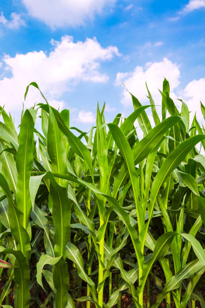 corn,plant,agriculturecorn,plant,agriculture