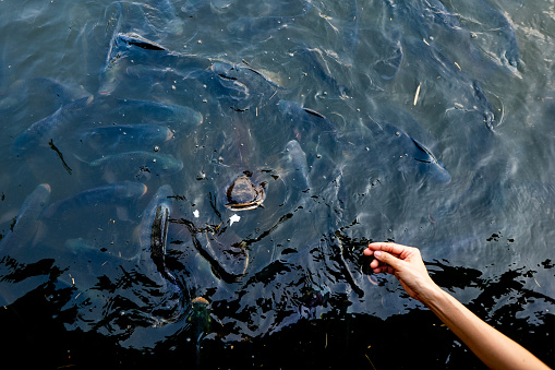 Hand feeding fish in pond