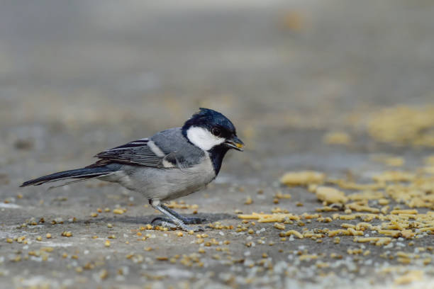 istock Great tit...Scientific name: Parus major 1137352027