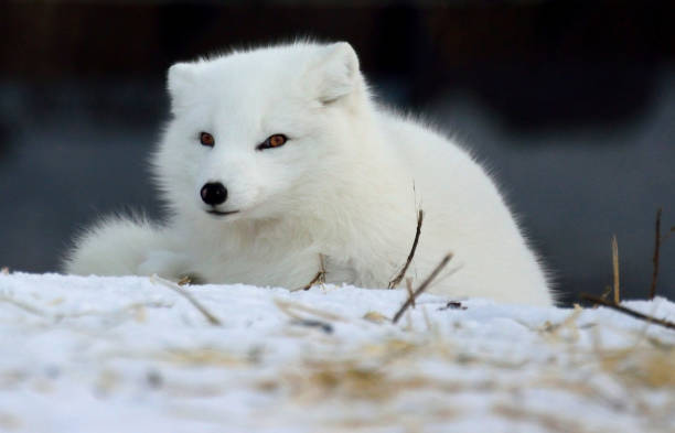 istock Canadian Wildlife 1137353843