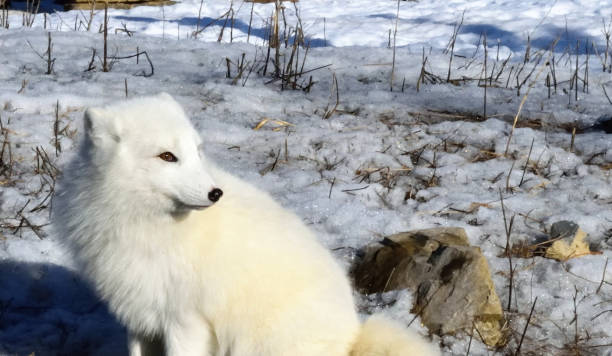 istock Canadian Wildlife 1137353847