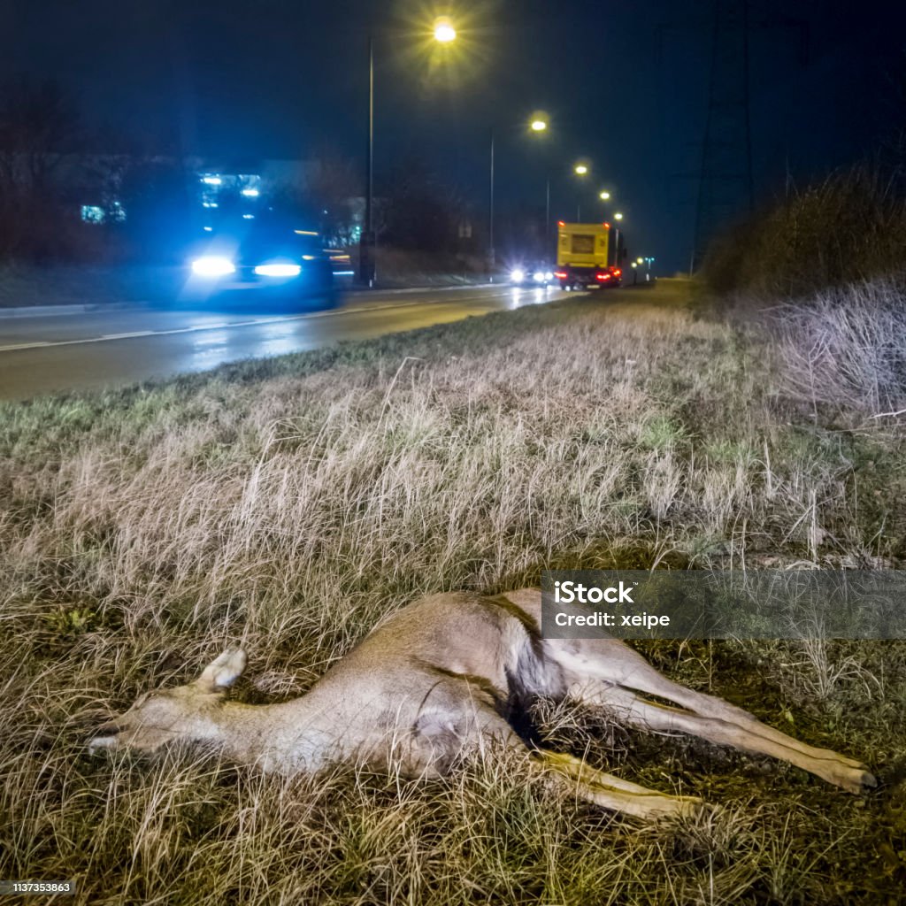 Dead Deer on Roadside after Game Accident Dead deer on the roadside after wildlife accident Austria Stock Photo