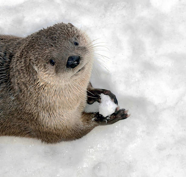 istock Canadian Wildlife 1137353916