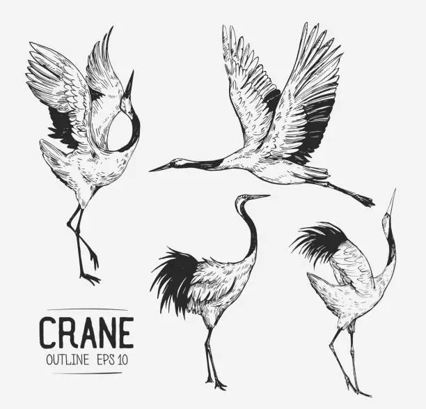 Vector illustration of Sketch of crane. Hand drawn illustration converted to vector