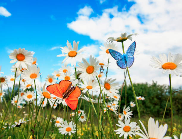 istock different beautiful butterflies flying over a meadow on a bright white flowers daisies on a Sunny summer day and drink the nectar 1137357038