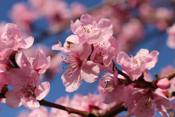 istock Almond blossoms, cherry blossoms 1137357070