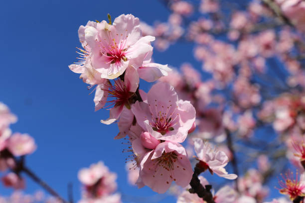 istock Almond blossoms, cherry blossoms 1137357093