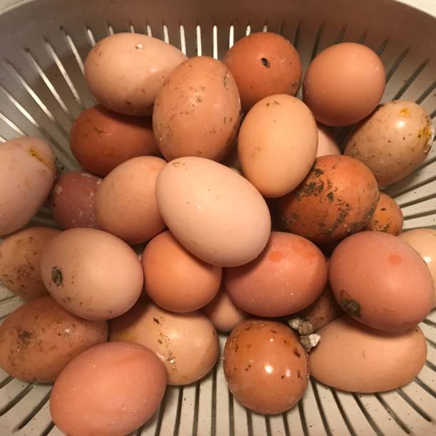 istock Basket of Fresh Eggs, various colors 1137357098