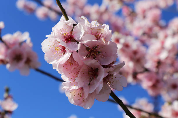 istock Almond blossoms, cherry blossoms 1137357377