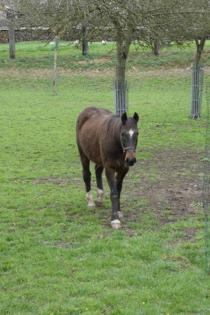 istock horse in field 1137357750