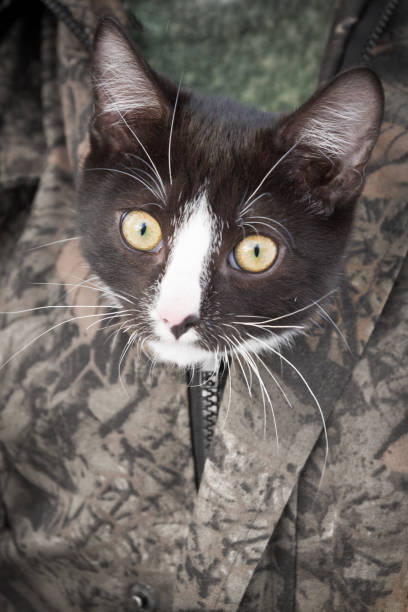istock Black and white young cat sitting on his hands under his jacket 1137357840