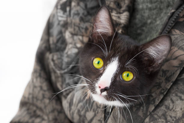 istock Black and white young cat sitting on his hands under his jacket 1137357917