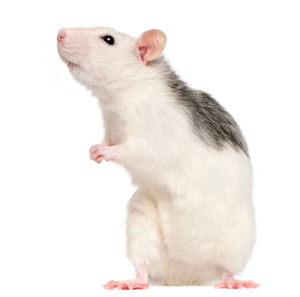 istock Husky rat, 12 months old, standing, white background 113735797