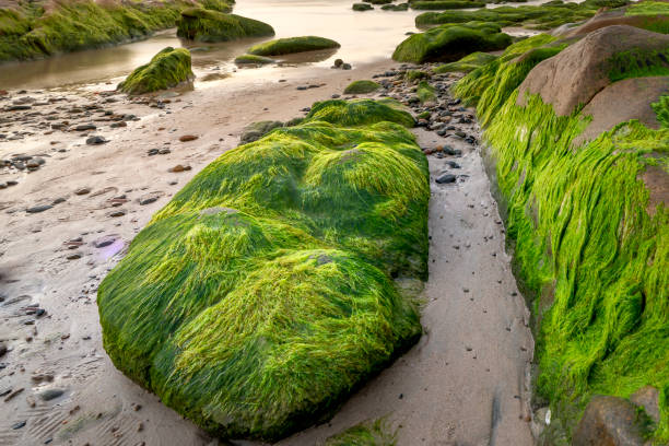 istock Strange rocks and moss in Co Thach beach 1137358673