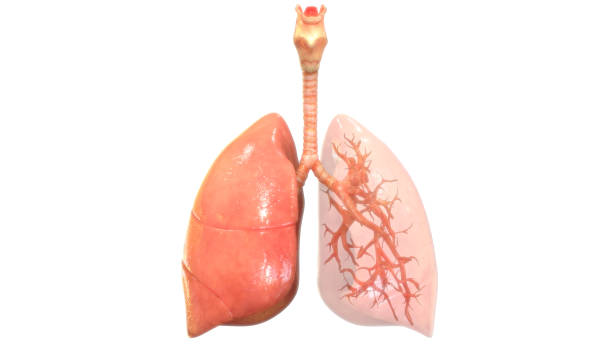 istock Human Respiratory System Lungs Anatomy 1137358780