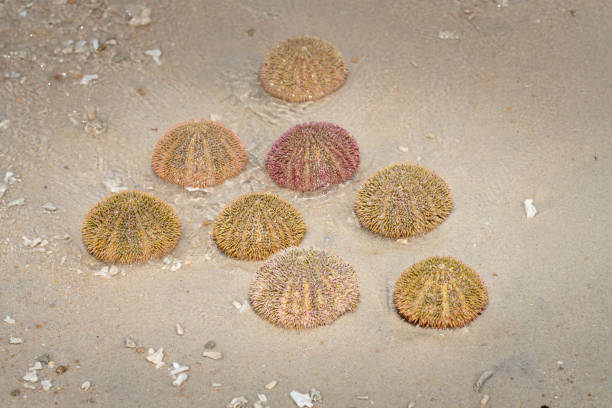 Colorful Sea Urchins On The Shore