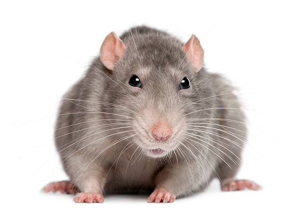 istock Front view of Blue rat, standing, white background 113735926