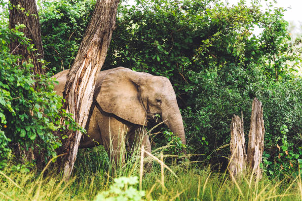 istock African Elephant in Wildlife 1137359775