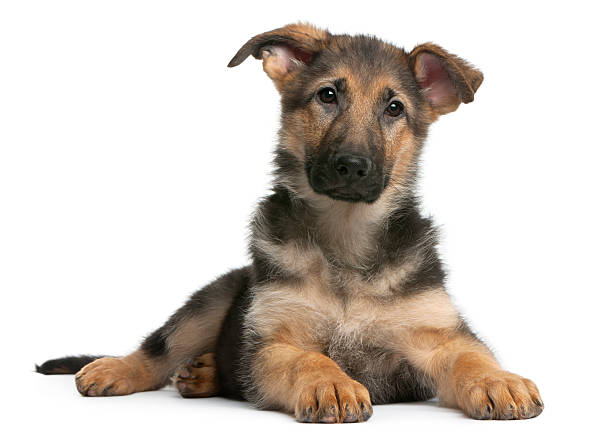 istock German Shepherd puppy, 4 months old, lying, white background 113736053