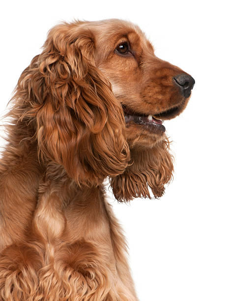 istock English Cocker Spaniel, 2 years old, white background 113736058