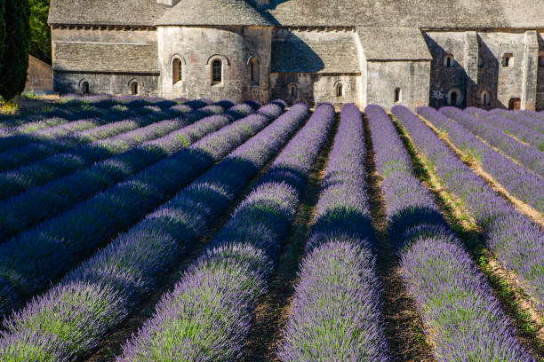 istock Provence - France 1137360904