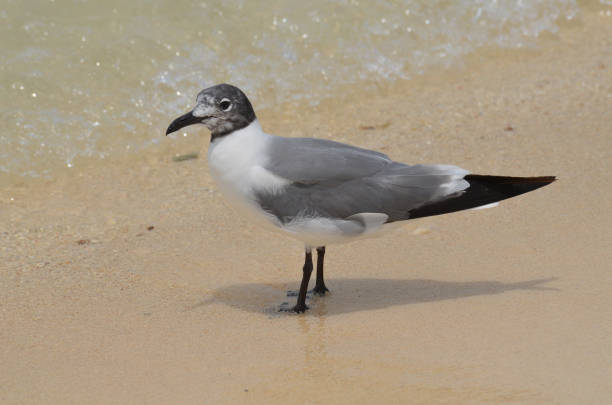 istock Laughing Gull in Aruba 1137361660