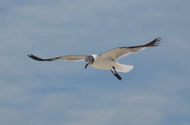 istock Laughing Gull in Aruba 1137362358