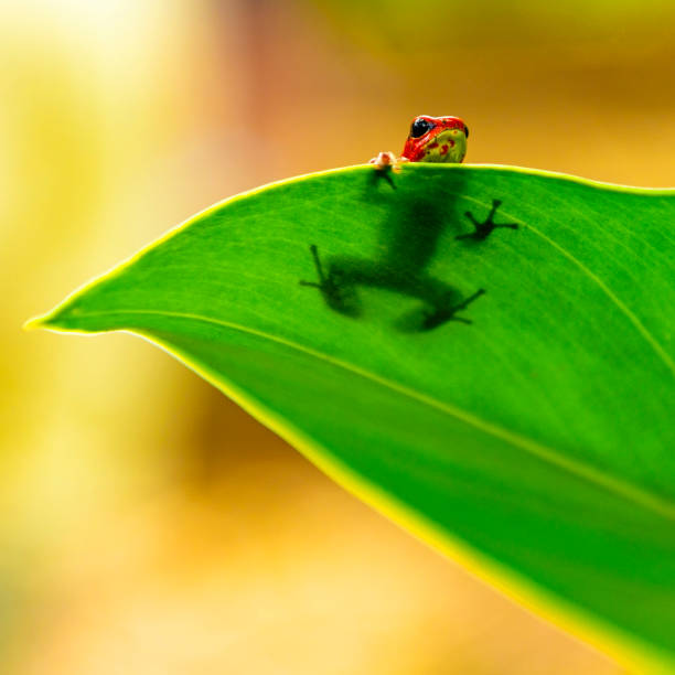 istock Strawberry Dart Frog in Hiding, Panama 1137362947