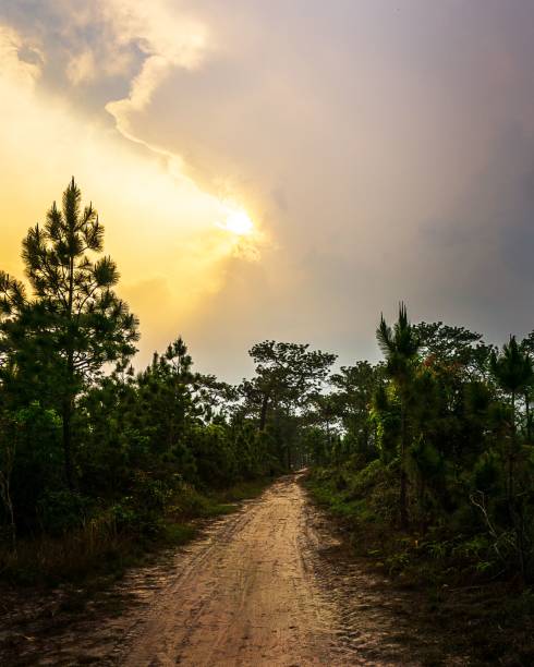 istock Pathway in forest and the sunlight on the sky nature background 1137362982