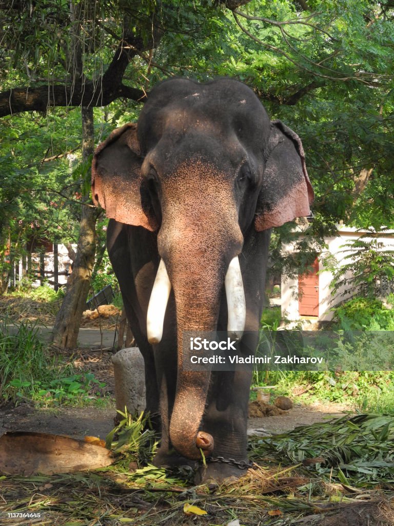 Indian Elephant Eats Green Plant Leaves India Kerala Kochi Stock ...