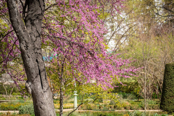istock Pink springtime blossom on a tree in a park 1137364756
