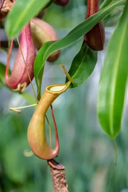 Photo of Tropical Pitcher Plant