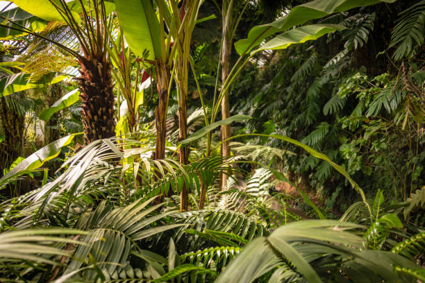 istock Ferns and tropical plants in a lush environment 1137365650