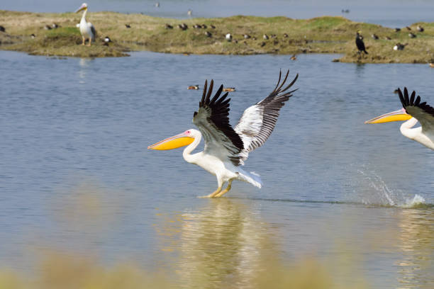 istock Great white pelican….scientific name - pelecanus onocrotalus 1137365869
