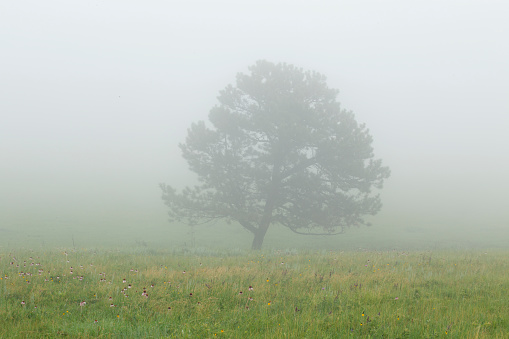 Tree in the Fog at Custer State Park in South Dakota