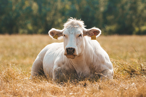 White cow lying on the grass