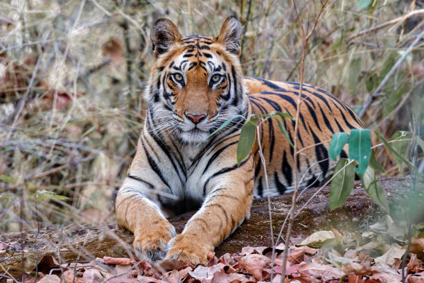 istock Tiger resting - Bandhavgarh National Park - India 1137367562