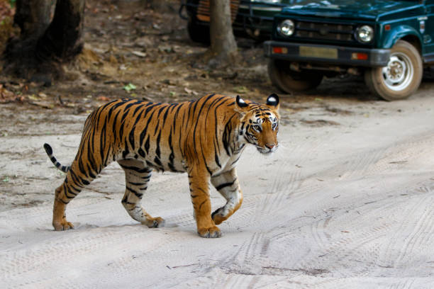 istock Tiger walking - Bandhavgarh National Park - India 1137367573