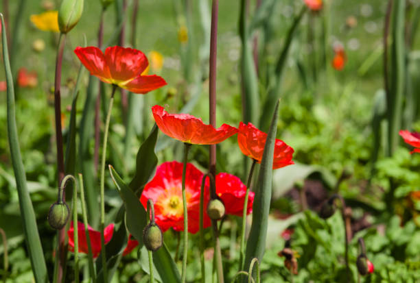 czerwone holenderskie tulipany na polu w parku golden gate w san francisco w san francisco - poppy field flower california golden poppy zdjęcia i obrazy z banku zdjęć