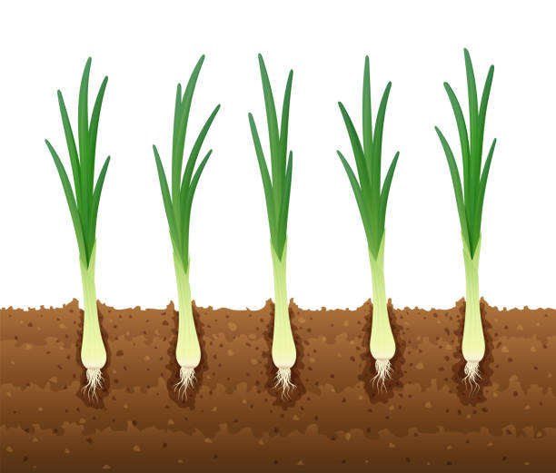 310+ Growing Leeks Stock Illustrations, Royalty-Free Vector