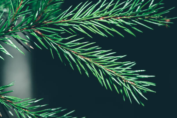 istock Christmas fir tree background with copy space. Fir tree branches texture 1137370739