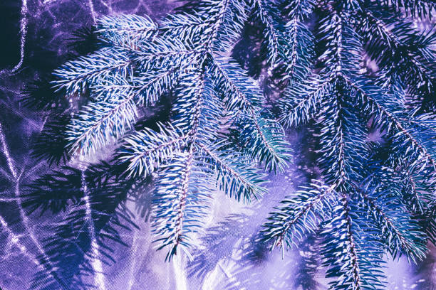 istock Christmas fir tree blue background with copy space. Fir tree branches texture 1137370839