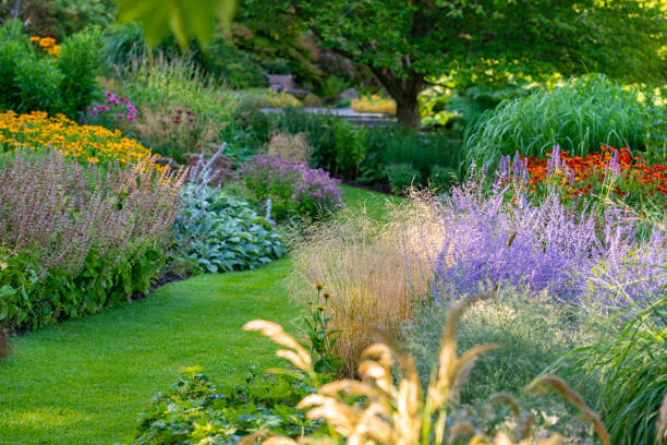 istock Summertime garden in the morning 1137370965