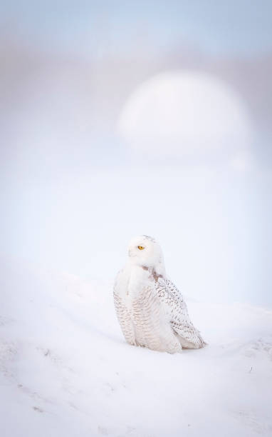 istock Snowy owl in the blizzard 1137372683