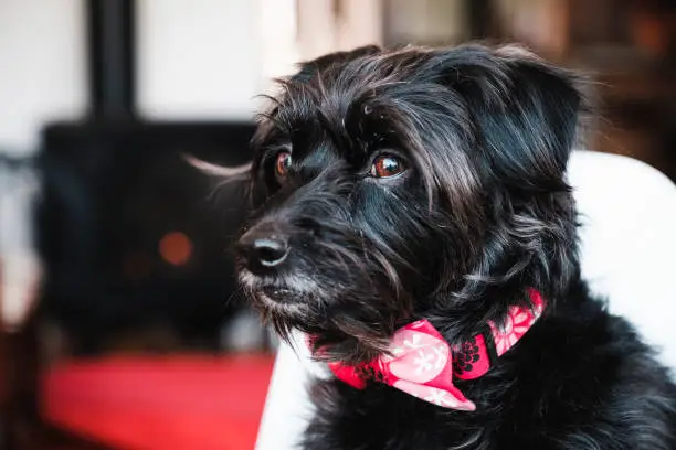 Beautiful small Schnoodle dog wearing a necklace and bow tie